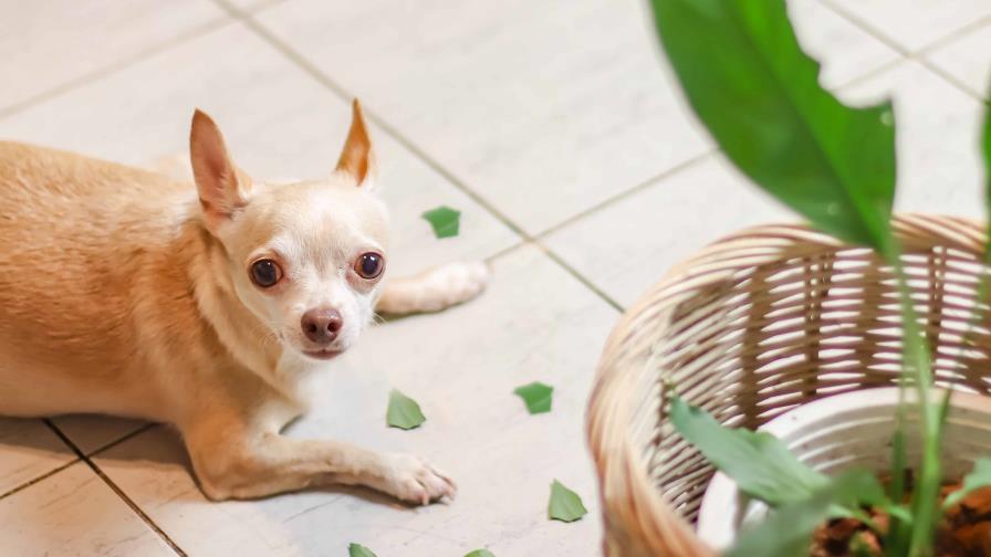 Chihuahua muerde todo