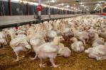 Producción avícola alcanza 20.5 millones de pollos en agosto