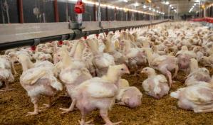 Producción avícola alcanza 20.5 millones de pollos en agosto