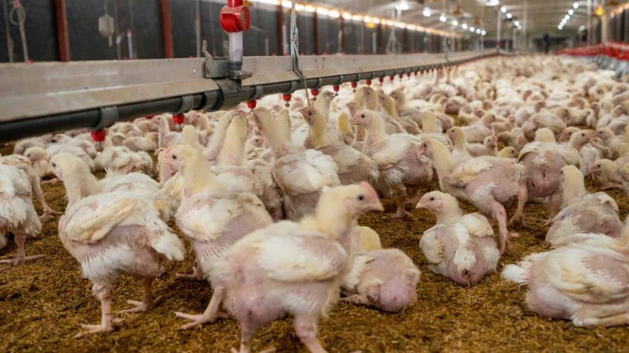 Producción avícola alcanza 20.5 millones de pollos en agosto