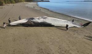 Inmensa ballena azul varada en una playa del sur de Chile
