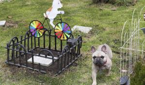 Funerales y velorios para perros y gatos, la forma de despedir a las mascotas en Colombia