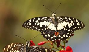 Arquitecto dona más de 60,000 imágenes digitales al Jardín Botánico Nacional