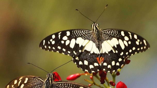 Arquitecto dona más de 60,000 imágenes digitales al Jardín Botánico Nacional