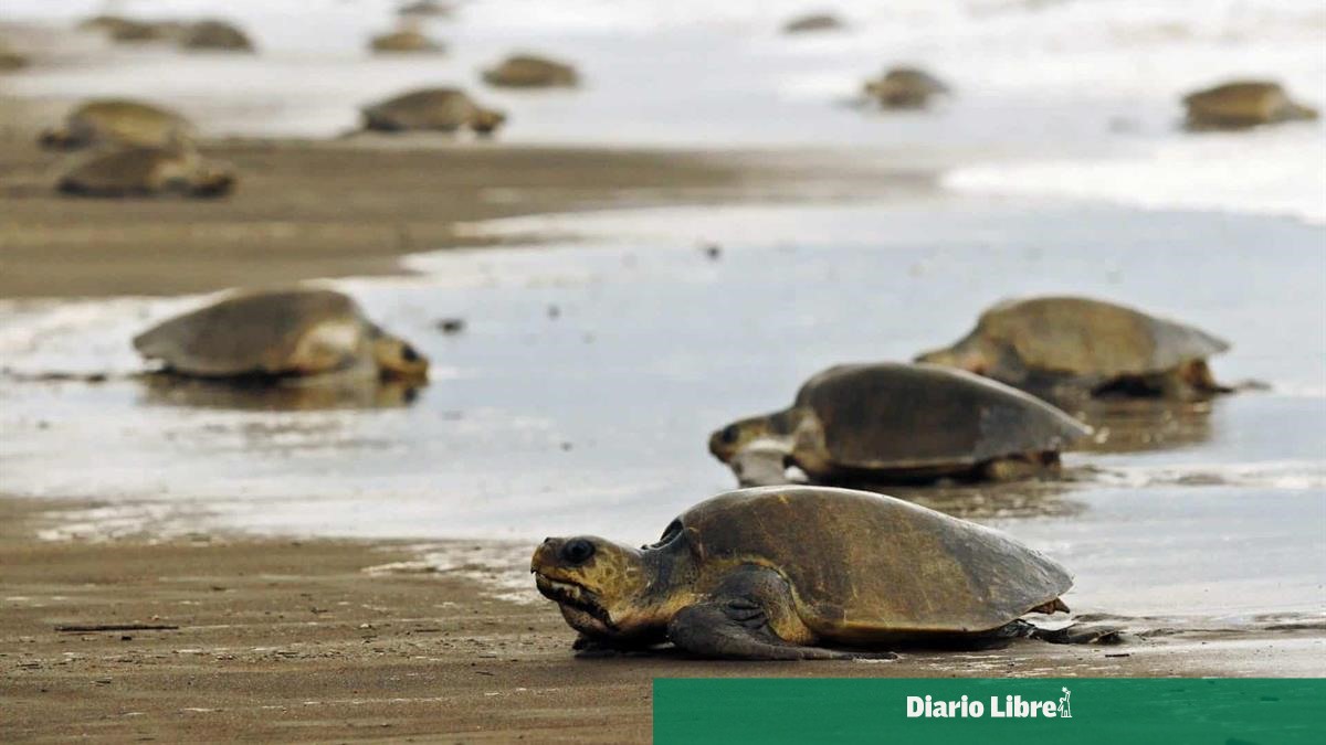 República Dominicana acogerá cumbre regional sobre tortugas marinas