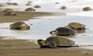 RD ser&aacute; sede de encuentro internacional sobre conservaci&oacute;n de tortugas marinas