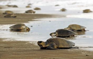 Tortugas en peligro de extinción invaden las playas del Pacífico de Nicaragua