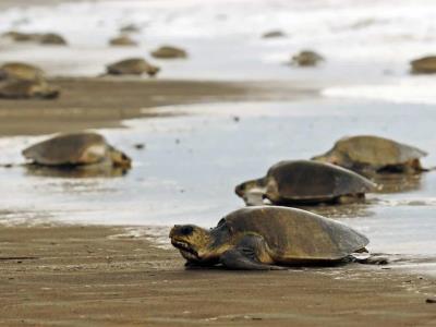 República Dominicana acogerá cumbre regional sobre tortugas marinas