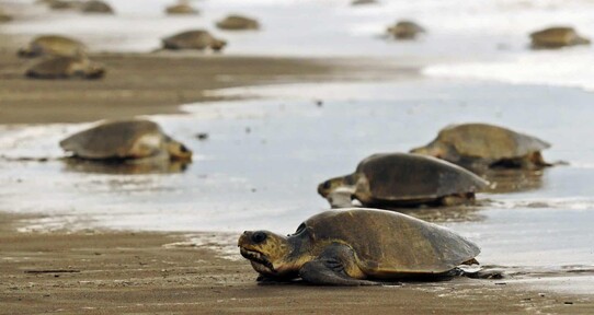 RD ser&aacute; sede de encuentro internacional sobre conservaci&oacute;n de tortugas marinas