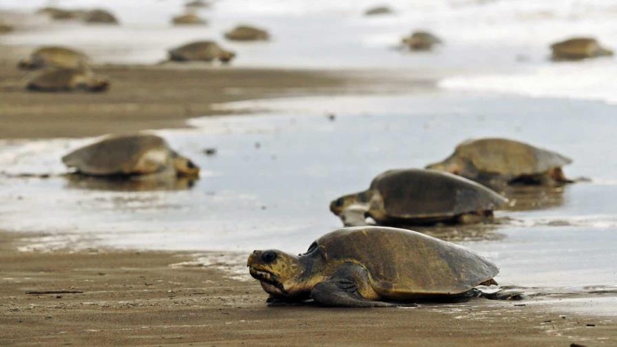 Tortugas en peligro de extinción invaden las playas del Pacífico de Nicaragua
