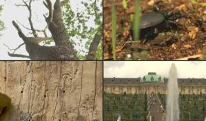 Cambio climático se hace sentir con fuerza en un icónico parque alemán