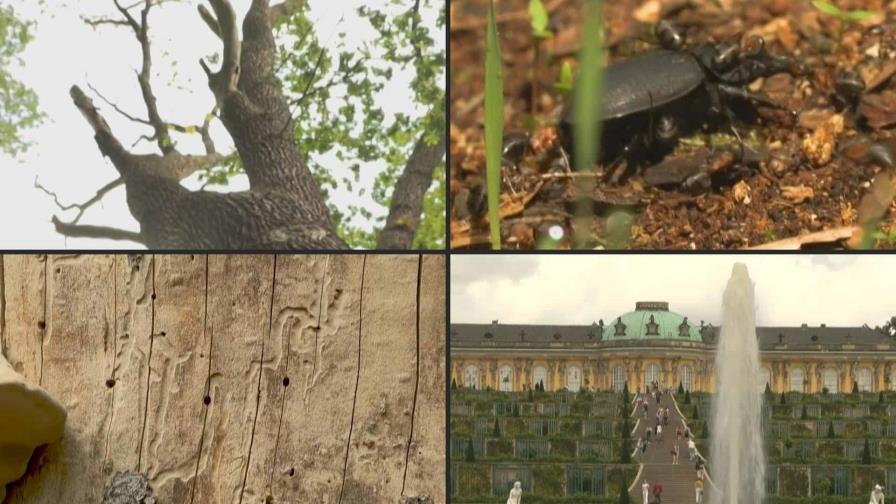 Cambio climático se hace sentir con fuerza en un icónico parque alemán