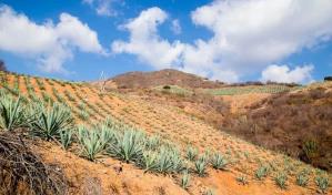 El desastre ambiental del mezcal en el sur de México