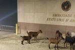 Tras cierre de embajada de EEUU en Haití, sus instalaciones son visitadas por chivos y perros Tras cierre de embajada de EEUU en Haití, sus instalaciones son visitadas por chivos y perros