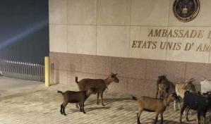 Tras cierre de embajada de EEUU en Haití, sus instalaciones son visitadas por chivos y perros