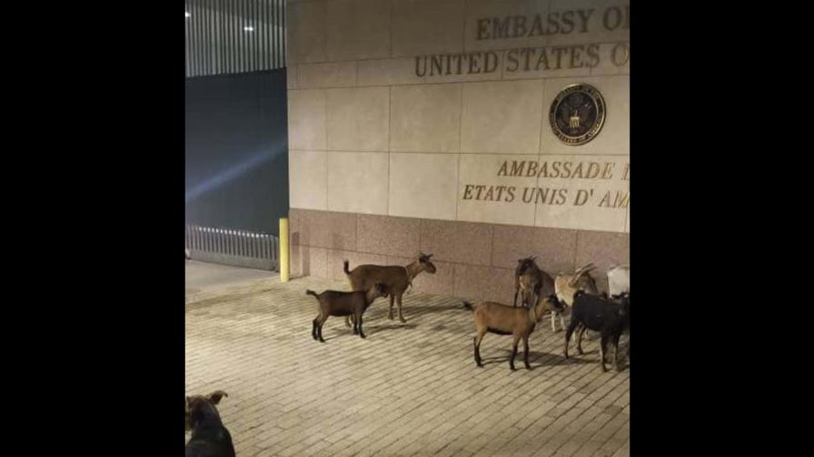 Tras cierre de embajada de EEUU en Haití, sus instalaciones son visitadas por chivos y perros