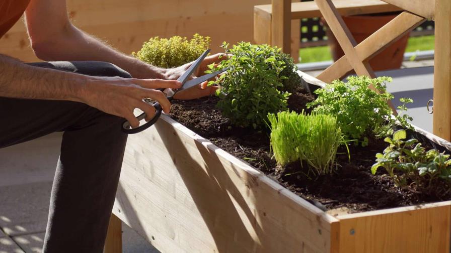 ¿Conoces el concepto de jardinería urbana? ¿Conoces el concepto de jardinería urbana?