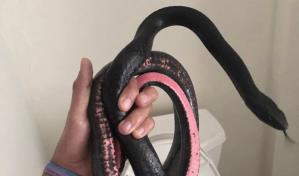 Mujer en Arizona descubre una serpiente saliendo del inodoro de su casa