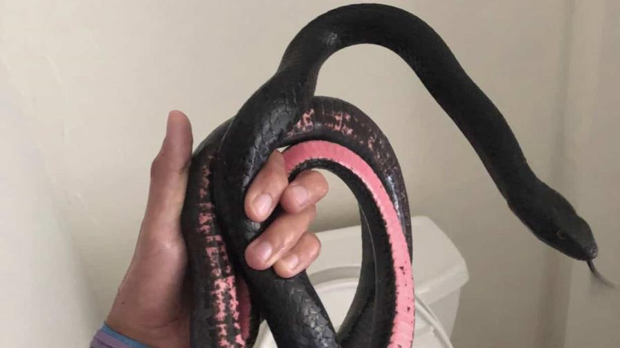 Mujer en Arizona descubre una serpiente saliendo del inodoro de su casa