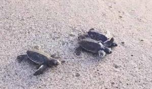 Liberan a 79 neonatos de tortuga en playa Rompeolas