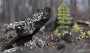 Incendios en Canadá lanzan a la atmósfera el equivalente de CO2 que emite Japón en un año