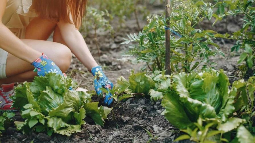 Jardinería terapéutica: ¿conoces el concepto?