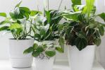 Plantas que te ayudarán a purificar el aire Plantas que te ayudarán a purificar el aire