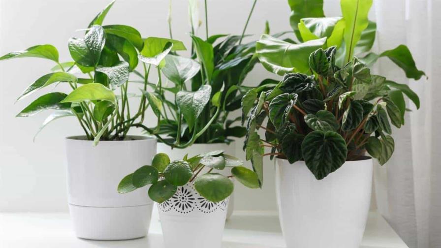 Plantas que te ayudarán a purificar el aire