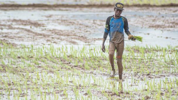 Limber Cruz: “Si no tuviéramos a Haití al lado, aquí hubiese problemas con la agricultura”