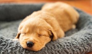 Comida para chihuahua