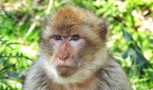 Un experimento en macacos abre la puerta a tratar el trastorno por consumo de alcohol