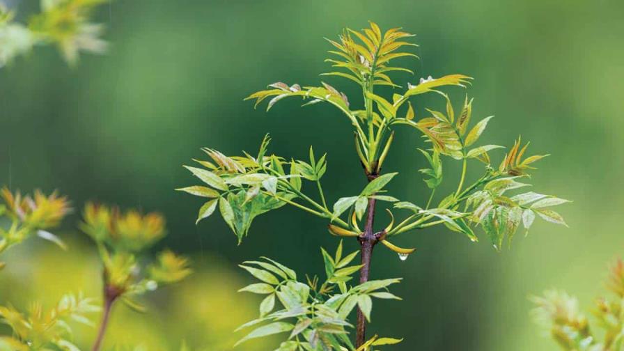 Propiedades y beneficios de las plantas medicinales para tu salud