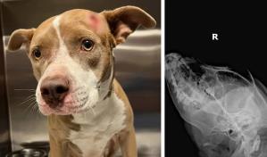 Hallan a una perra con balazo en la cabeza vagando por las calles de ciudad de Miami Dade