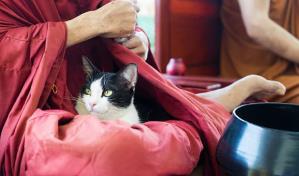 ¿Perros o gatos? Creencias y tabúes sobre las mascotas