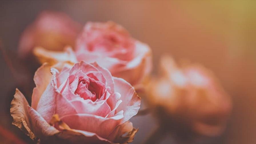 El poema de hoy: Rosa en vigilia de Franklin Mieses Burgos