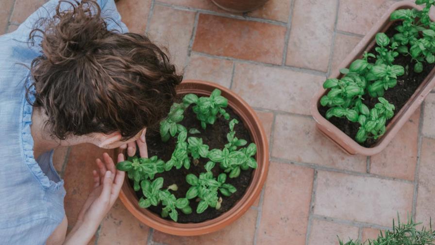 Cultiva un jardín de hierbas aromáticas en tu cocina