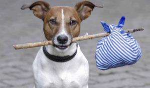 Día del Animal sin Hogar: en estos ocho lugares del país puedes adoptar a tu mascota ideal