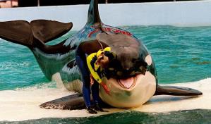 Muere Lolita, la orca cautiva desde 1970 en Miami