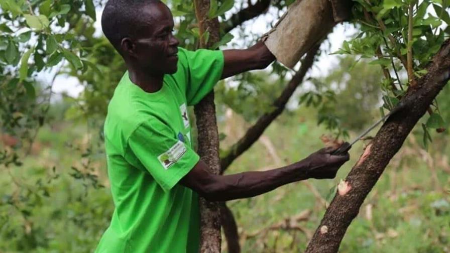 Regeneración Natural Asistida: una técnica accesible para regenerar los bosques