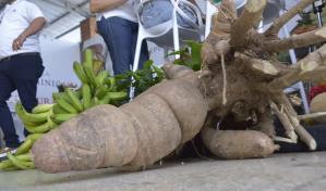 Exhiben yuca con peso récord de 100 libras en feria agropecuaria y multisectorial en Santiago