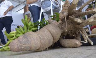Exhiben yuca con peso récord de 100 libras en feria agropecuaria y multisectorial en Santiago