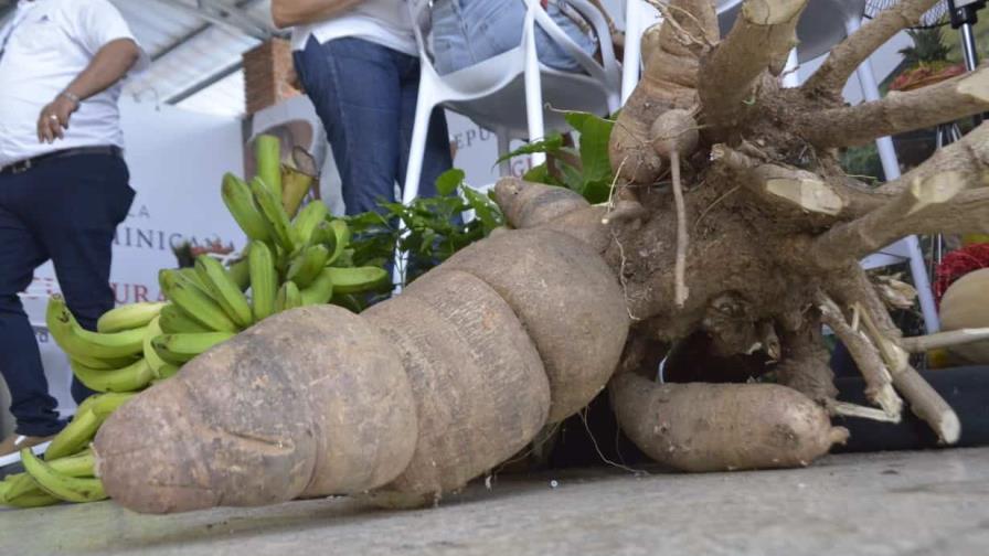 Exhiben yuca con peso récord de 100 libras en feria agropecuaria y multisectorial en Santiago
