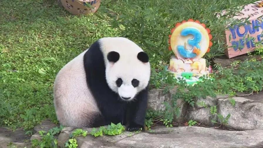 El último cumpleaños de Xiao Qi Ji en EE.UU.: ¿El fin de la diplomacia panda?