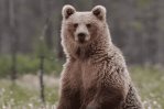 Policía mata a un oso que había atacado a un niño en el jardín de su casa en Nueva York Policía mata a un oso que había atacado a un niño en el jardín de su casa en Nueva York