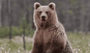Policía mata a un oso que había atacado a un niño en el jardín de su casa en Nueva York