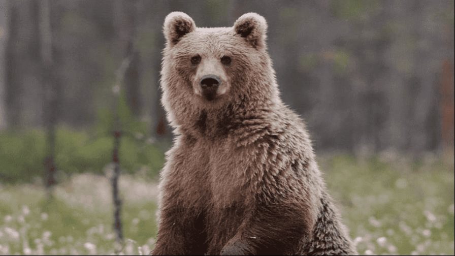 Policía mata a un oso que había atacado a un niño en el jardín de su casa en Nueva York