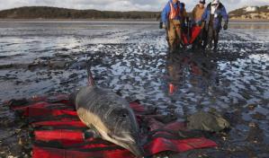 Nuevo hospital de delfines en Cabo Cod mejora la supervivencia de mam&iacute;feros marinos