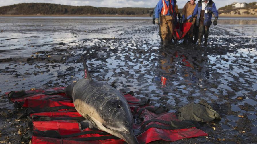 Nuevo hospital de delfines en Cabo Cod mejora la supervivencia de mamíferos marinos