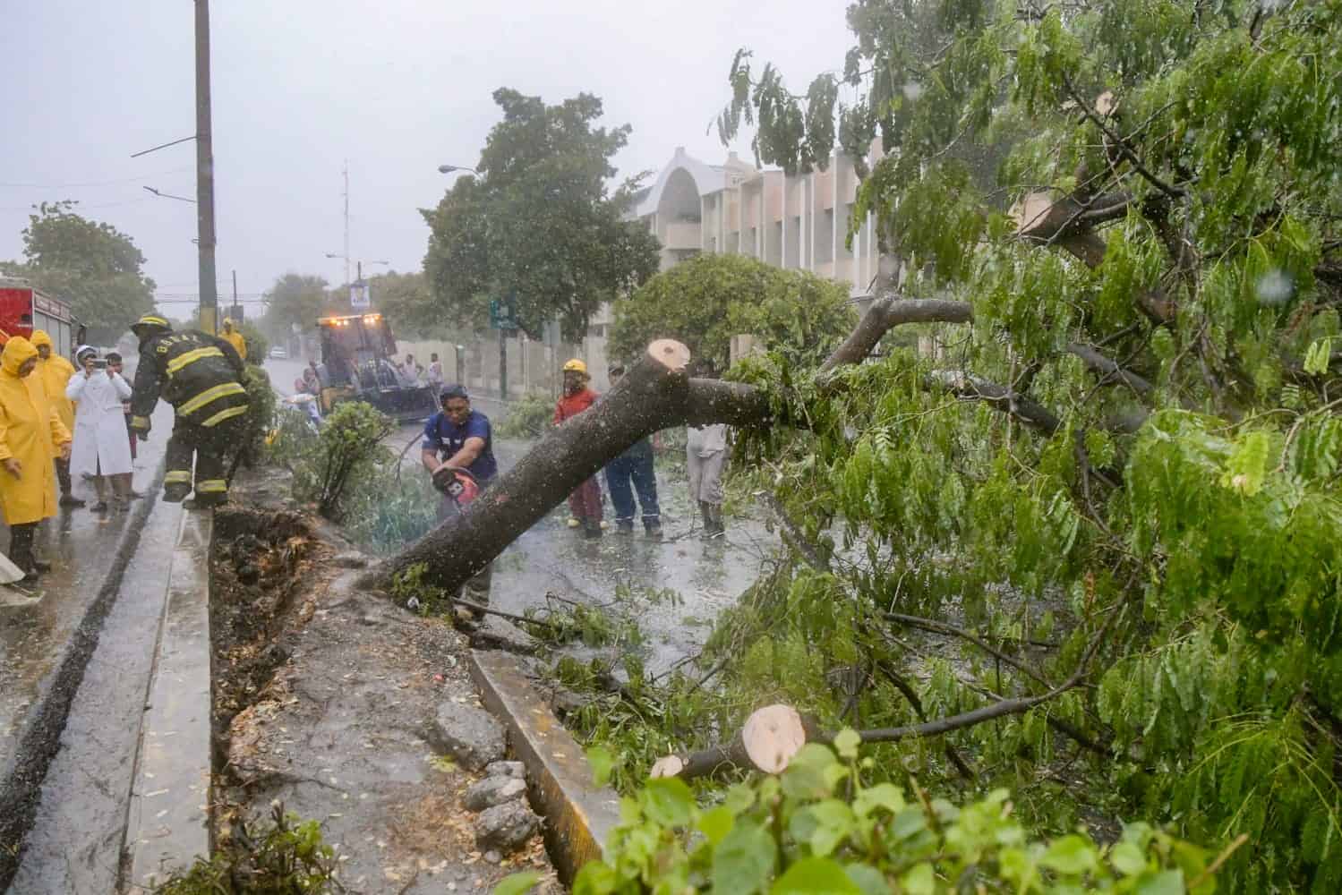 Varios árboles derribados en Baní y Azua con paso de tormenta Franklin.
