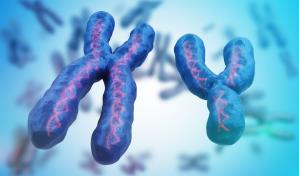 Descifrado el cromosoma Y, la última pieza del genoma humano completo
